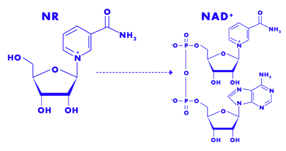 NAD+, NR and vitality